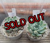 画像: 霜椿/群仙園　2寸（26-4）