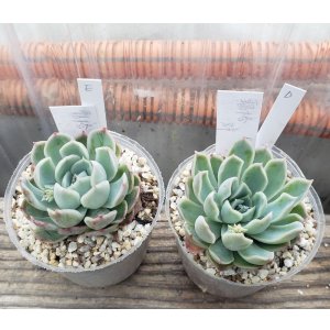 画像: 霜椿/群仙園　2寸（26-4）