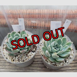 画像: 霜椿/群仙園　2寸（26-4）