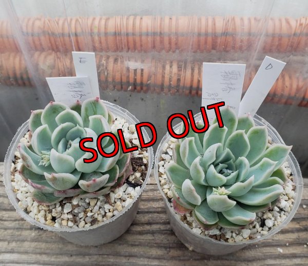 画像1: 霜椿/群仙園　2寸（26-4）