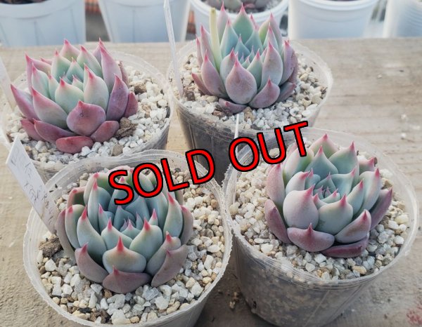 chihuahuaensis Yecora×colorata Atemajac