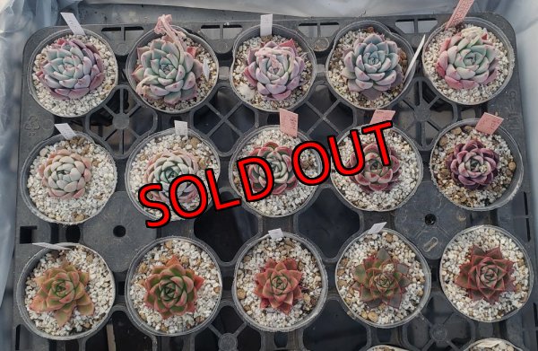 画像2: トット実生苗セット/Aタイプ（26-4）