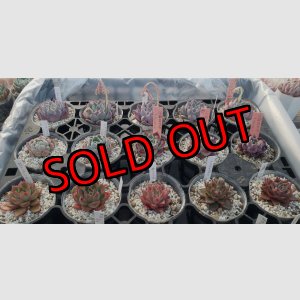 画像: トット実生苗セット/Aタイプ（26-4）