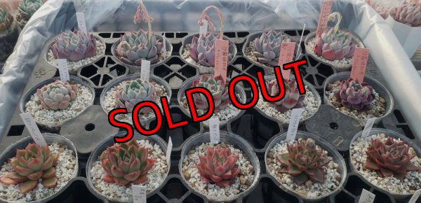 上一列目〜下3列目までの3苗セットです