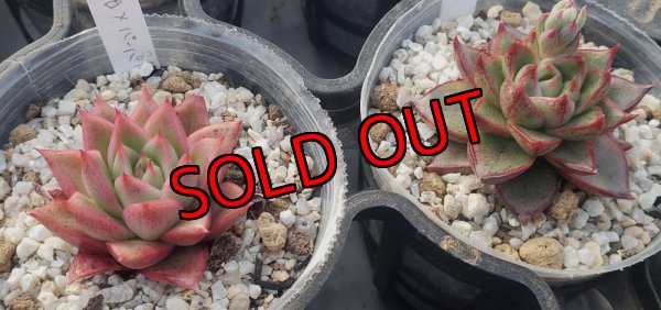 画像6: トット実生苗セット/Aタイプ（26-4）