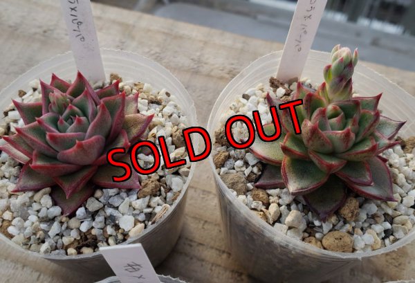 画像5: トット実生苗セット/Aタイプ（26-4）