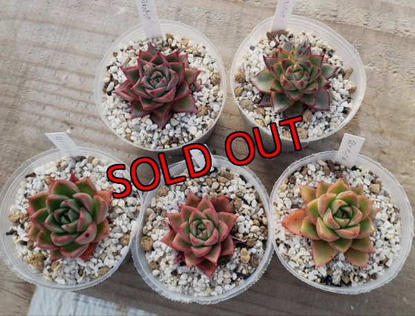 相府蓮（連）× purpusorum 'White Form' 　　　or chihuahuaensis Yecora× purpusorum 'White Form'