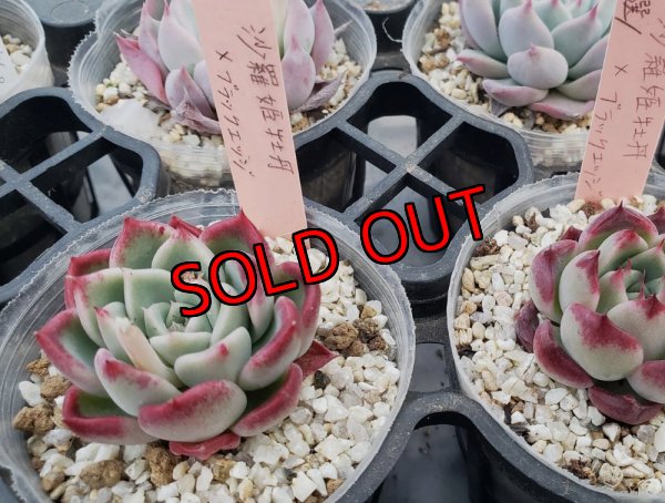 沙羅姫牡丹×ブラックエッジ