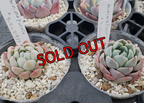 minima ,Puente Tasquillo×ケッセルリンギアナ