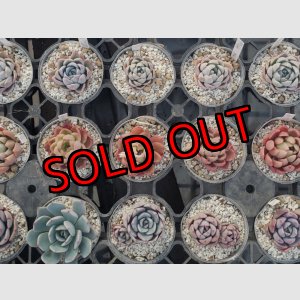 画像: トット実生苗セット/Bタイプ（26-4）