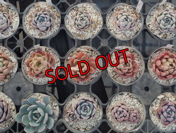 画像1: トット実生苗セット/Bタイプ（26-4）