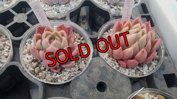 相府蓮（連）× ツルギダ（ケーレス）