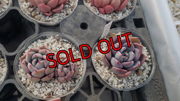 ピンクプリティー×ラウレンシス