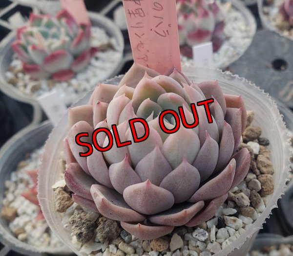 大きくなるとこんな感じです（ジョセリンのバラ×中里リンゼアナ）