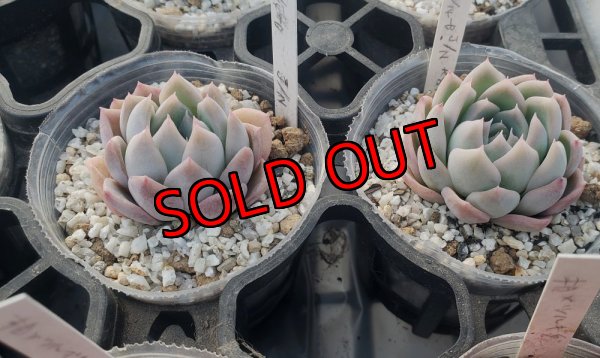 ジョセリンのバラ×中里リンゼアナ