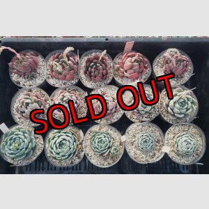 画像: トット実生苗セット/Cタイプ（26-4）