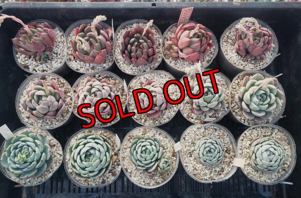 画像1: トット実生苗セット/Cタイプ（26-4）