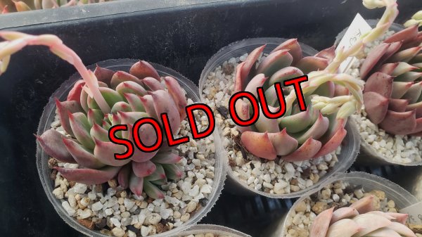 Rejong×ザラゴーサspノバ