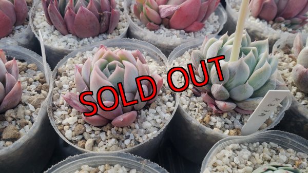 ジョセリンのバラ×ザラゴーサspノバ