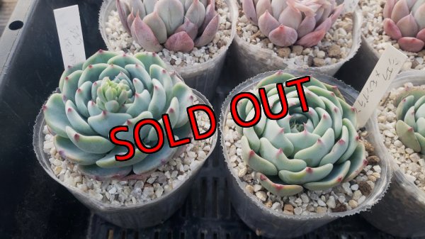 シエラ×（ラウイ×ピーチスアンクリム）