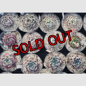 画像: トット実生苗セット/Eタイプ（26-4）