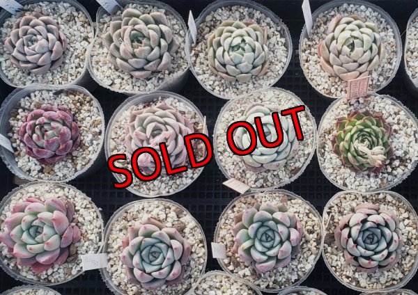 画像1: トット実生苗セット/Eタイプ（26-4）