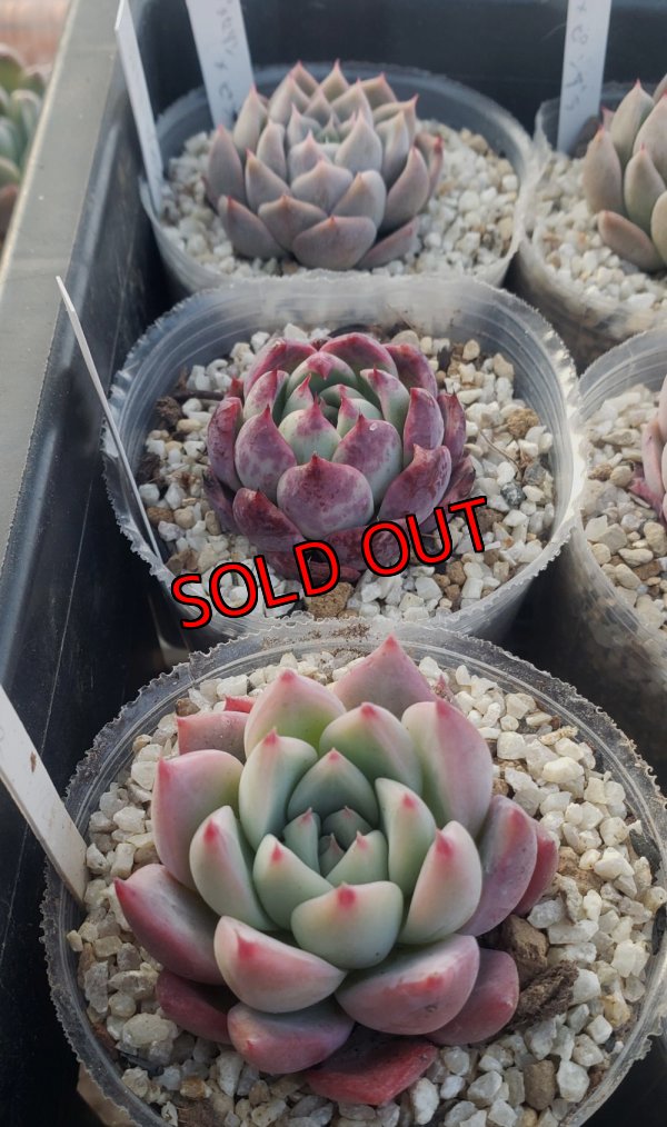 画像5: トット実生苗セット/Eタイプ（26-4）