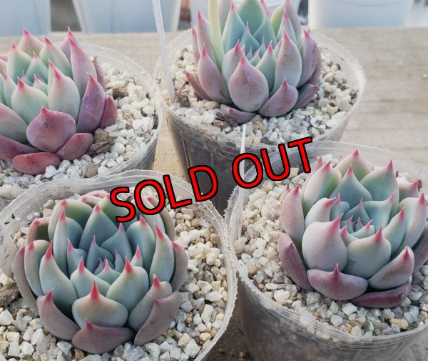 chihuahuaensis Yecora×colorata Atemajac