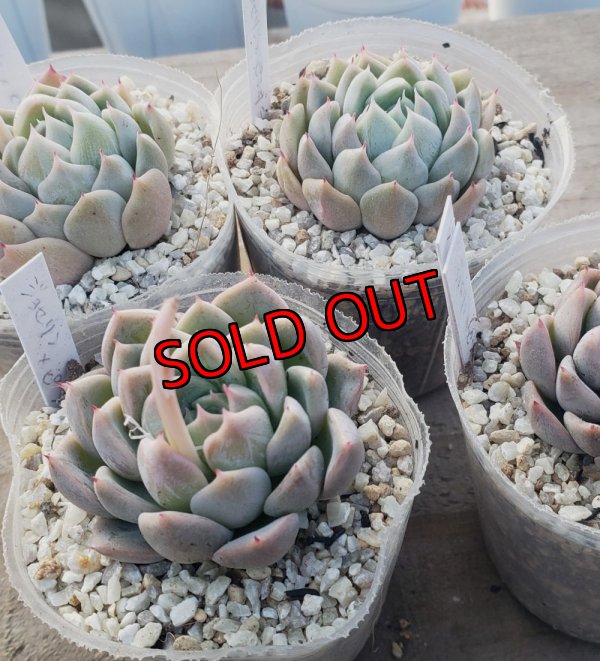 ジョセリンのバラ×ピンクザラゴーサ