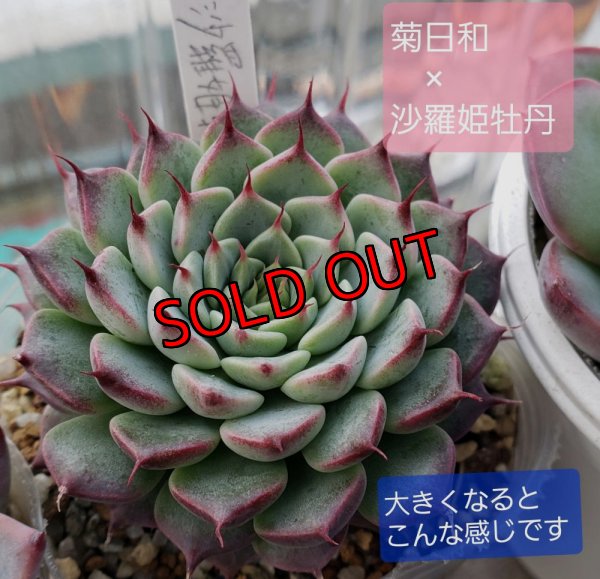 画像7: トット実生苗セット/Eタイプ（26-4）