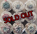 画像: トット実生苗セット/Fタイプ（26-4）