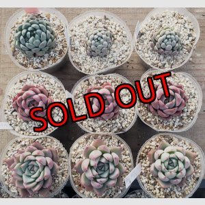 画像: トット実生苗セット/Fタイプ（26-4）