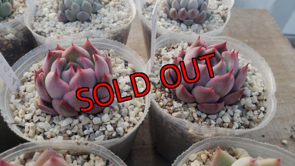 相府蓮（連）×ピンクザラゴーサ