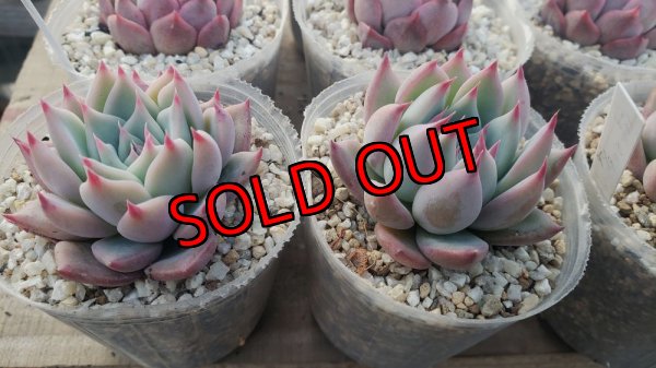 chihuahuaensis Yecora×colorata Atemajac