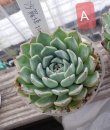 画像3: 沙羅姫牡丹/群仙園　2寸（26-4）