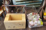 画像: 贈り物木箱/小+寄せ植えキット（26-5）