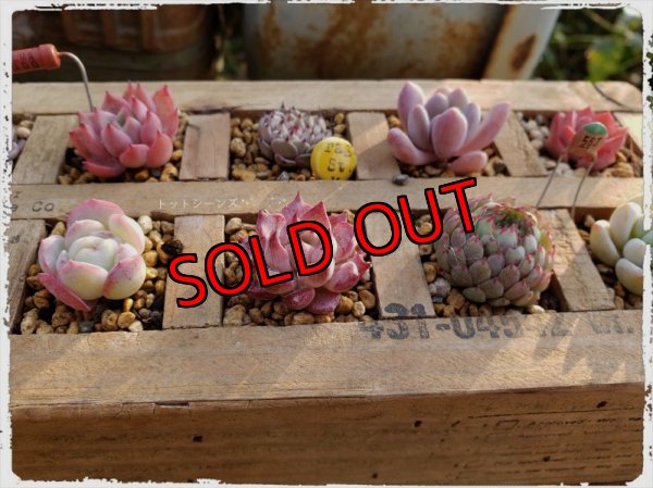 例）木箱に入れるとこんな感じになります。