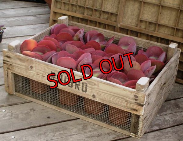 画像1: オールド木箱