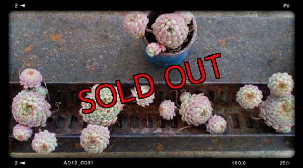 画像1: グロブローサ群生