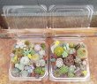 画像1: サボタニ寄せ植えセット（25-5）
