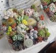 画像3: サボタニ寄せ植えセット（25-5）
