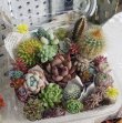 画像2: サボタニ寄せ植えセット（25-5）