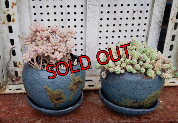 画像2: リンゴ/青と辛子（23－7）