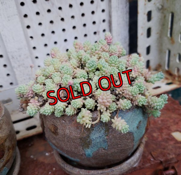 画像3: リンゴ/茶色とターコイズ（23－7）