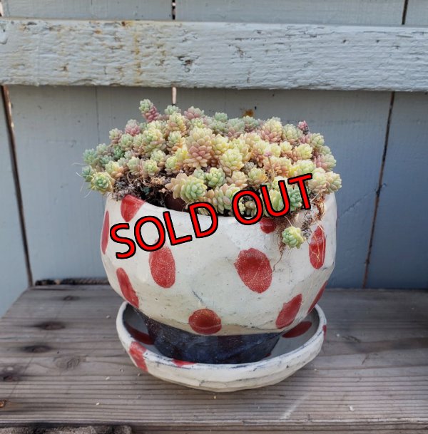 画像9: リンゴ/赤ドット-1（23－7）