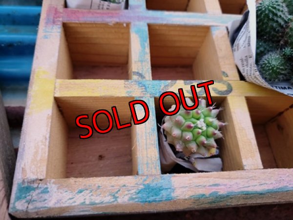 画像10: 期間限定☆採集して愛でる木箱/2.5ｃｍ角〜カラーバージョン7/26