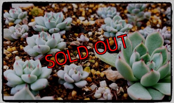 画像6: 多肉とセダムのチマチマセット