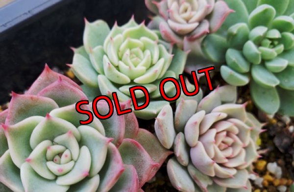 画像5: 多肉とセダムのチマチマセット