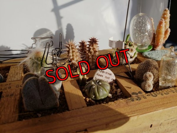 画像6: 小さな宇宙の作り方セット 2019