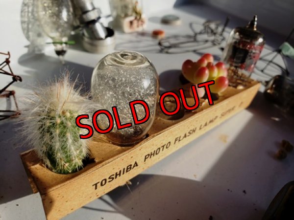 画像8: 小さな宇宙の作り方セット 2019